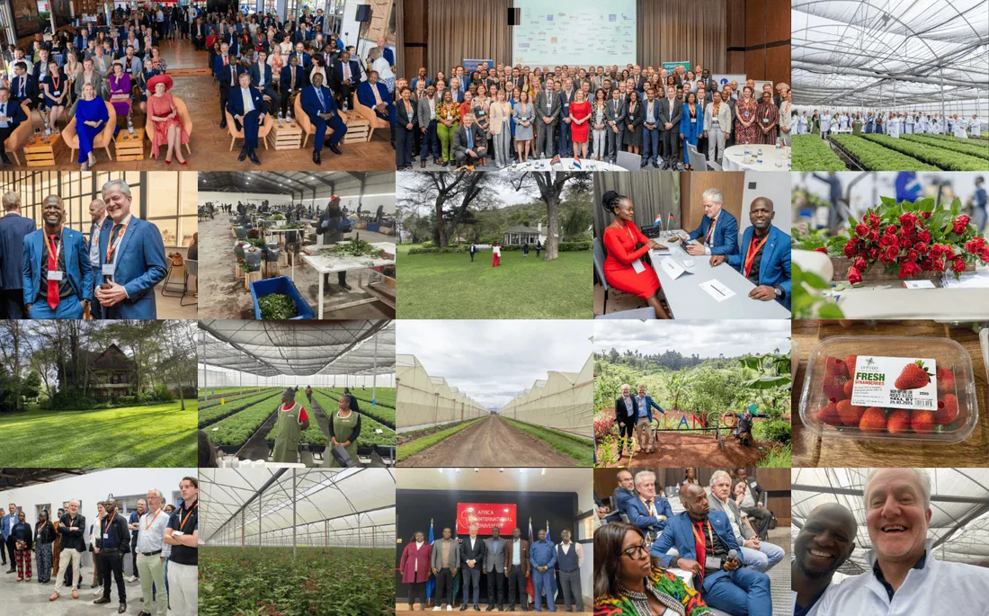 Fotos de la misión comercial Países Bajos-Kenia de 2025: hileras de invernaderos, rosas y fresas cosechadas, y la delegación de RESULD sobre el terreno